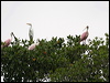 roseate_spoonbill_27237