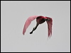 roseate_spoonbill_27238