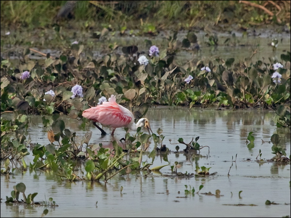Roseate Spoonbill roseate_spoonbill_204941.psd