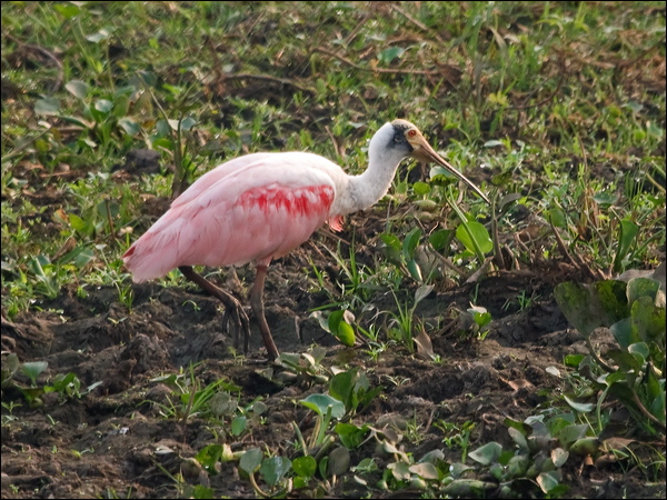 Roseate Spoonbill roseate_spoonbill_205125.psd