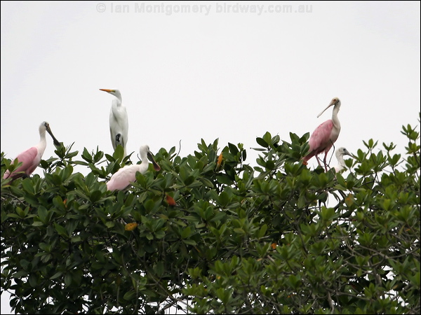 Roseate Spoonbill roseate_spoonbill_27237.jpg