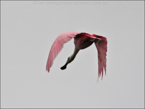 Roseate Spoonbill roseate_spoonbill_27238.psd