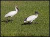 royal_spoonbill_156157