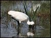 royal_spoonbill_35715