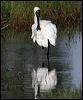 royal_spoonbill_35727