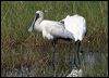 royal_spoonbill_35734