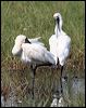 royal_spoonbill_35737