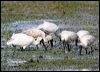 royal_spoonbill_35810