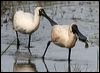royal_spoonbill_35816