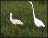royal_spoonbill_35824