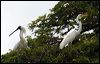 royal_spoonbill_63012