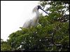 royal_spoonbill_63014