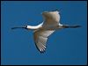 royal_spoonbill_81434_2