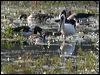 royal_spoonbill_91889