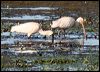 two_spoonbills_35425