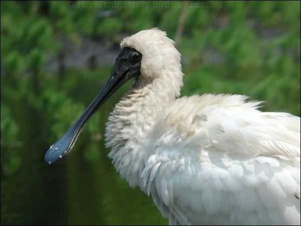 Royal Spoonbill royal_spoonbill_08597.jpg