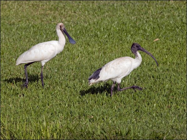 Royal Spoonbill royal_spoonbill_156157.psd