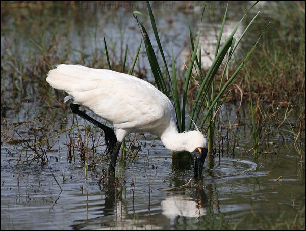 Royal Spoonbill royal_spoonbill_35715.psd