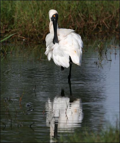 Royal Spoonbill royal_spoonbill_35727.psd