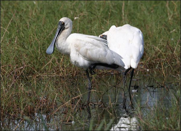 Royal Spoonbill royal_spoonbill_35734.psd