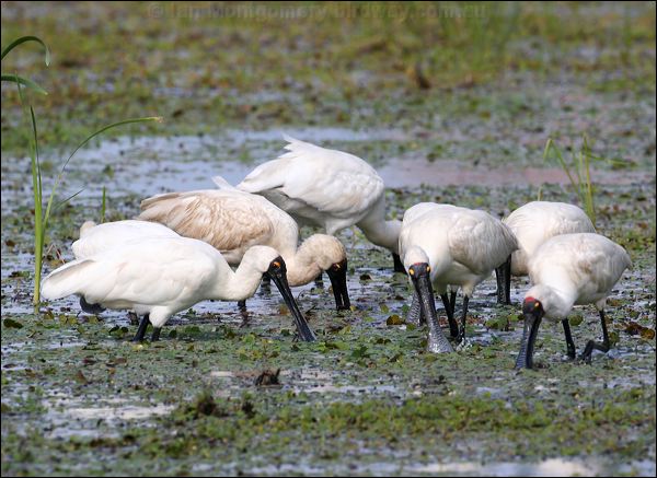 Royal Spoonbill royal_spoonbill_35810.psd