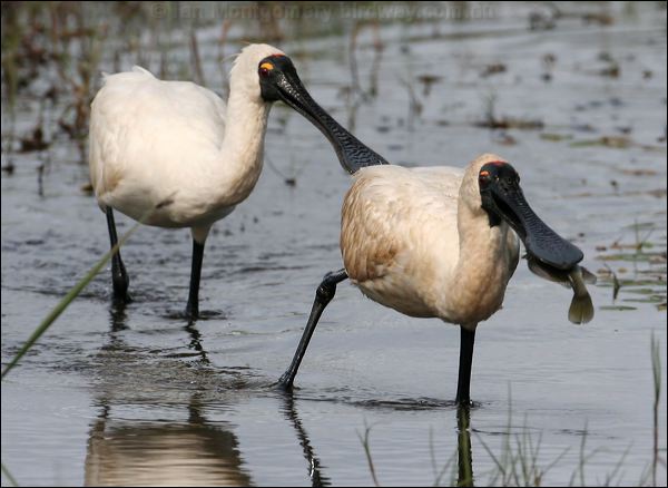 Royal Spoonbill royal_spoonbill_35816.psd