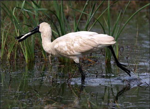Royal Spoonbill royal_spoonbill_35820.psd