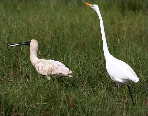 Royal Spoonbill royal_spoonbill_35824.psd
