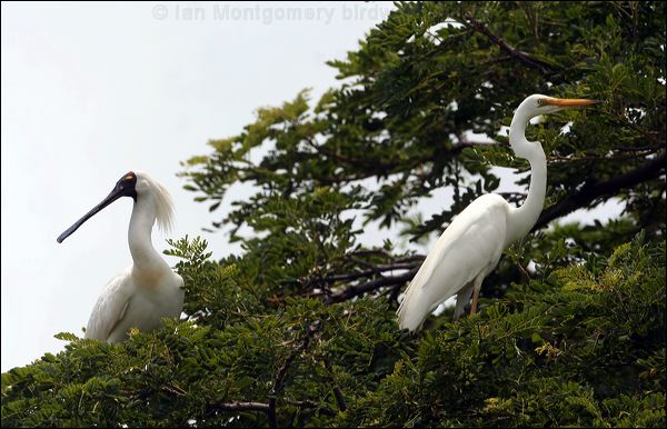 Royal Spoonbill royal_spoonbill_63012.psd