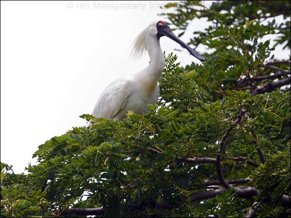 Royal Spoonbill royal_spoonbill_63014.psd