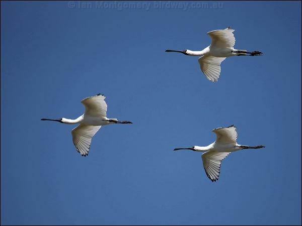 Royal Spoonbill royal_spoonbill_81434.psd