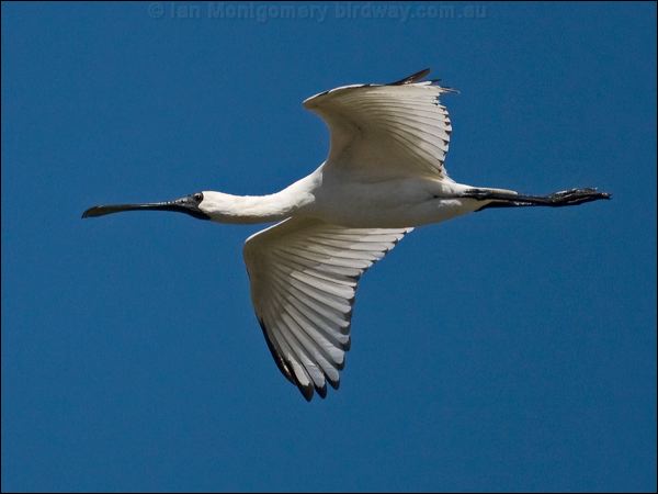 Royal Spoonbill royal_spoonbill_81434_2.psd