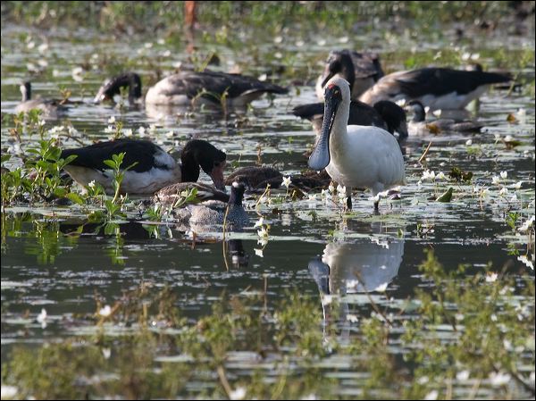 Royal Spoonbill royal_spoonbill_91889.psd