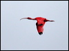 scarlet_ibis_22915