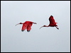 scarlet_ibis_22955