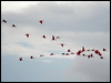 scarlet_ibis_22982