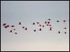 scarlet_ibis_22984