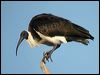 straw-necked_ibis_20135f