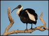 straw-necked_ibis_20143f