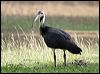 straw-necked_ibis_c00059f
