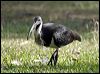 straw-necked_ibis_c00078f