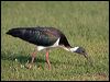 Click here to enter gallery and see photos of Straw-necked Ibis