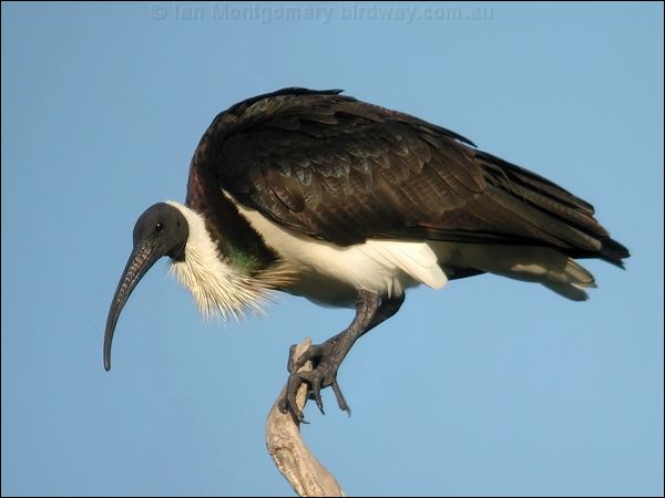 Straw-necked Ibis Straw-necked_Ibis_20135F.jpg