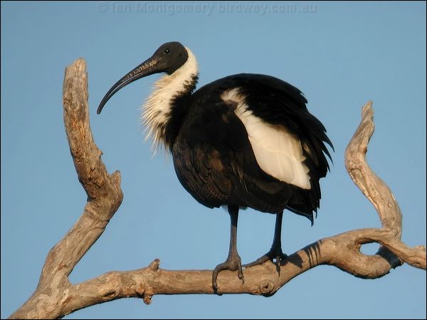 Straw-necked Ibis Straw-necked_Ibis_20143F.jpg