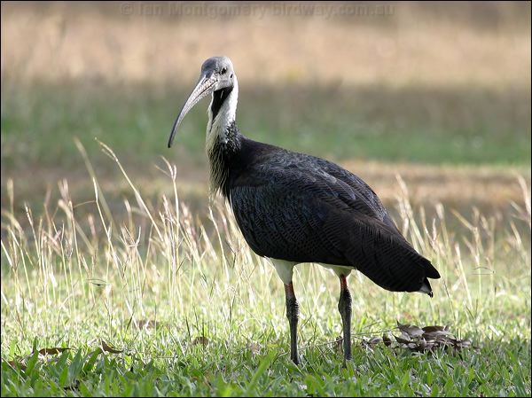 Straw-necked Ibis Straw-necked_Ibis_C00059F.jpg