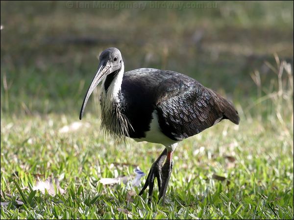 Straw-necked Ibis Straw-necked_Ibis_C00078F.jpg