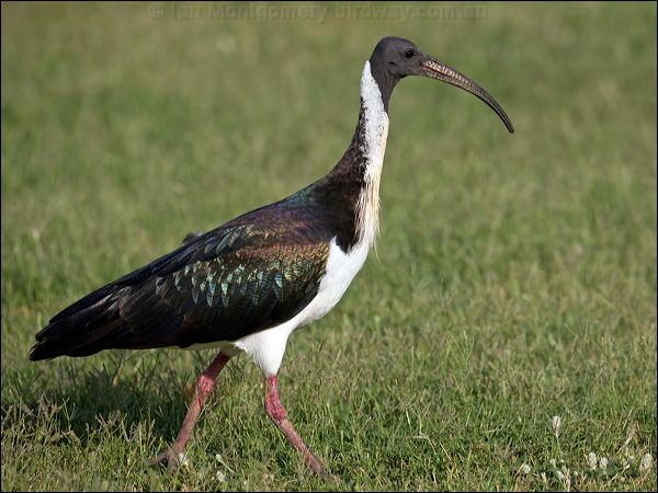 Straw-necked Ibis straw_necked_ibis_93126.psd