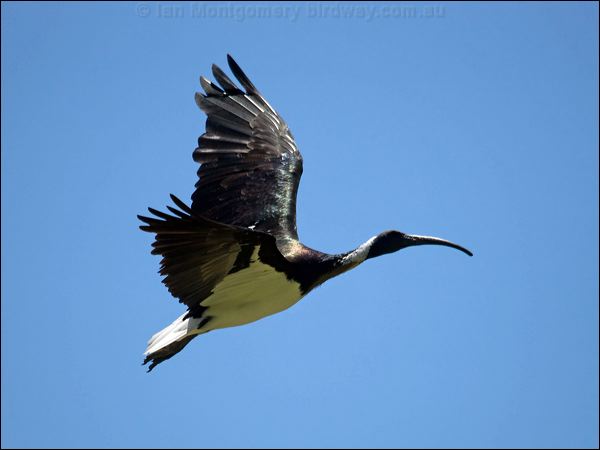 Straw-necked Ibis straw_necked_ibis_94443.psd