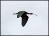 white_faced_ibis_68020