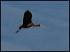 white_faced_ibis_68065